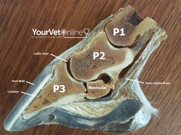 what is laminitis in horse