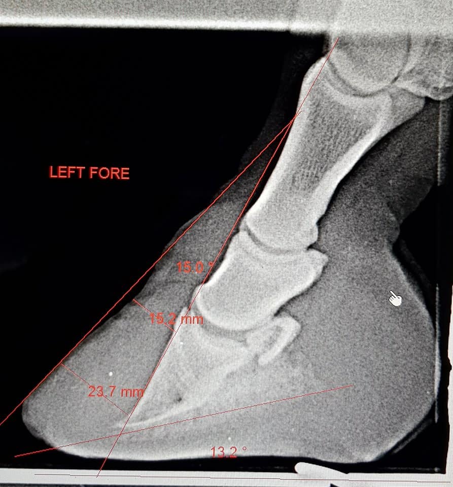 xray of the pedal of a horse with laminitis