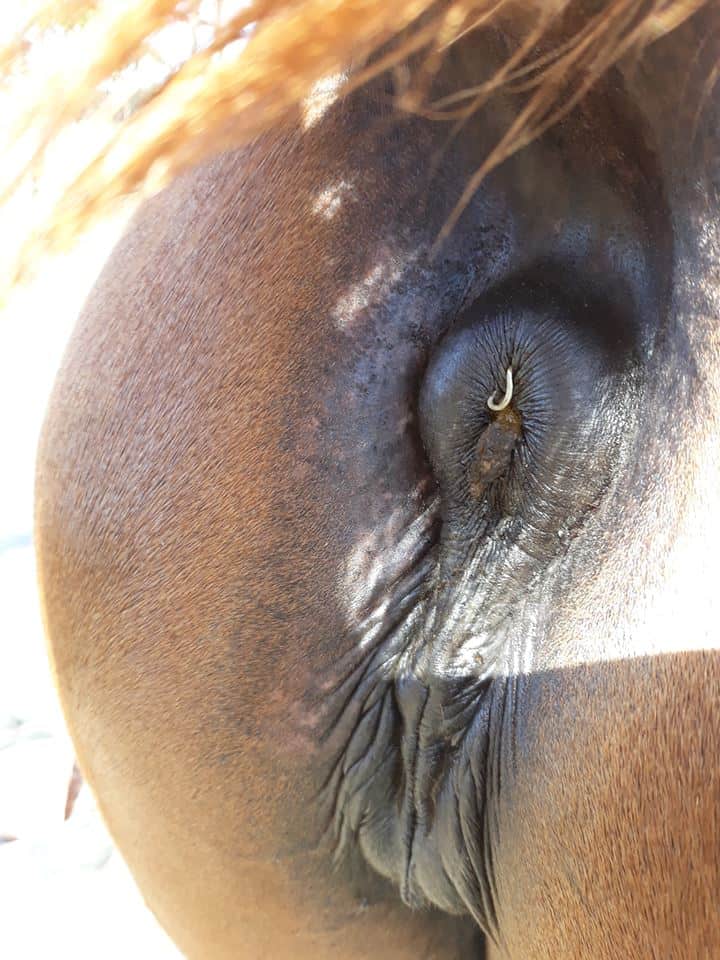 adult pinworm on perianal region of a horse