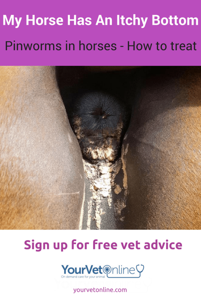 how to get rid of pinworms in horses