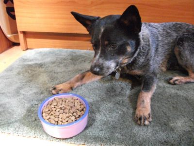 Blue heeler dog looking at a bowl of kibble dog food. 