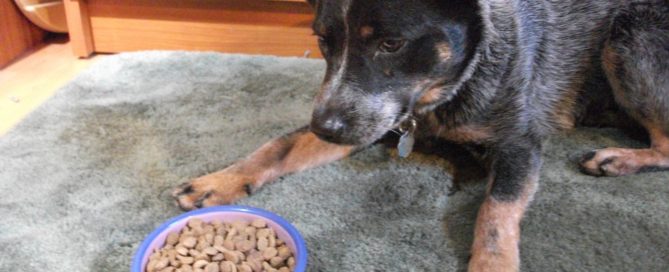 dog eyeing a bowl of best dog food