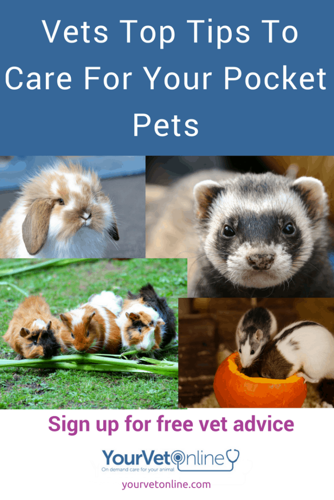 how to care for pocket pets