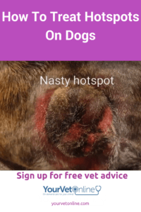 how to treat hotspots in dogs