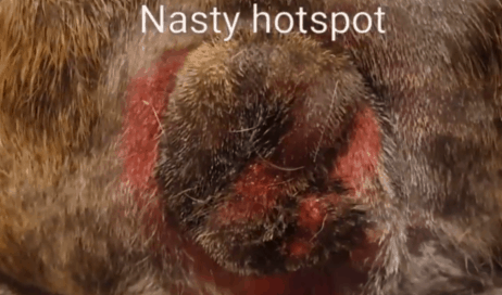 how to treat hotspots on dogs