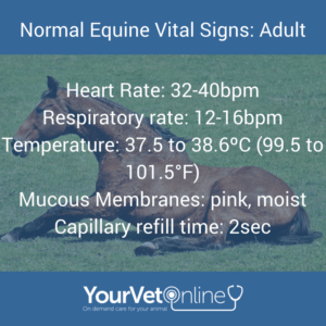 normal adult horse vital signs