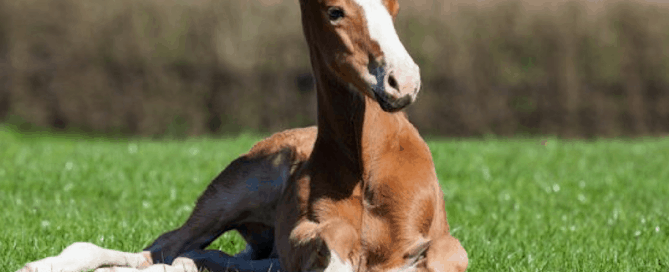 online vet tips for breeding your mare