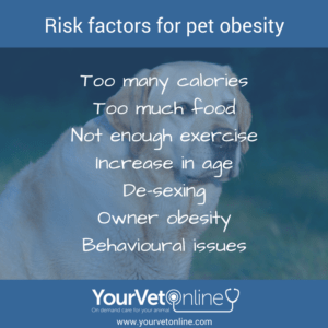 slide of fat dog risk factors for obesity in dogs and cats