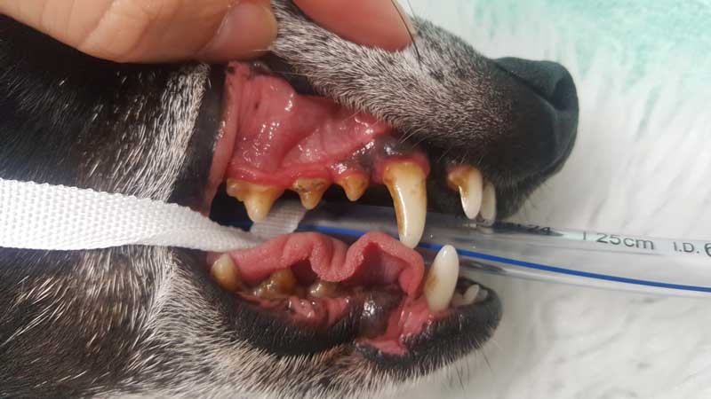 dog having dental