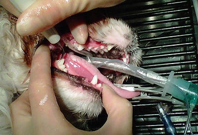 online vet advice for cat dental care
