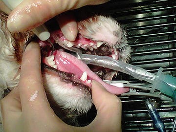anaesthetised cat undergoing dental care