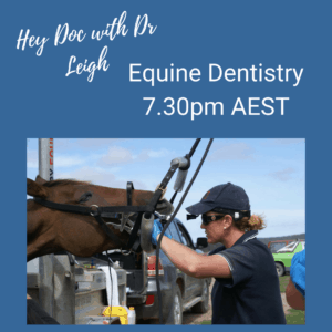 equine vet dentistry tutorial with Dr Leigh and Dr Olivia James