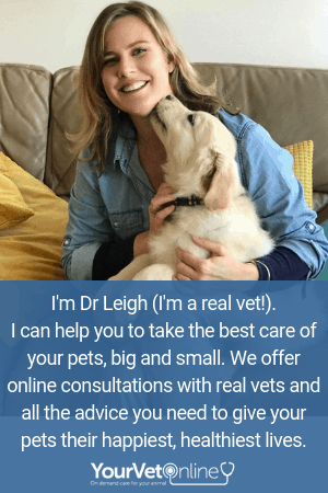 online vet consult with Dr Leigh