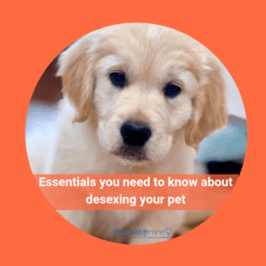 desexing your pet