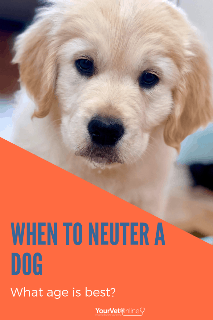 golden retriever puppy in pinterest pin stating when to neuter a dog