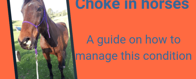 choke in horses how to manage