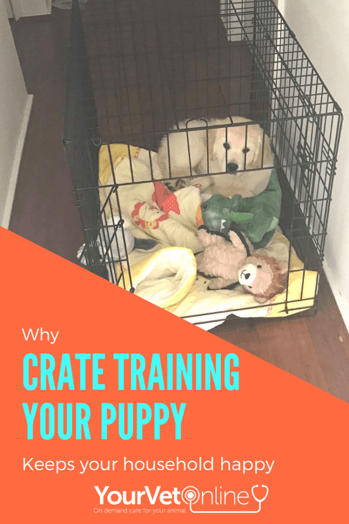 Crate Training Makes Bringing Home Your Puppy Easy Your