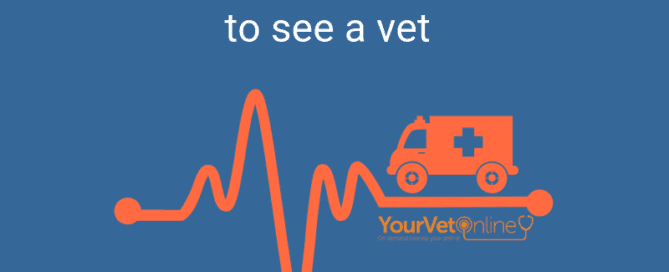emergency vet care for your pets and horses 24/7 emergency vet