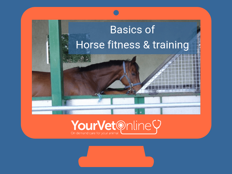 learn the basics of horse fitness and training