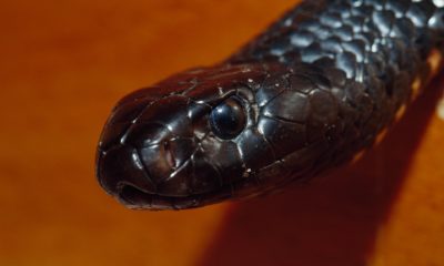 australian snake