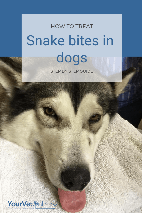 how to treat a snakebite on a dog at home