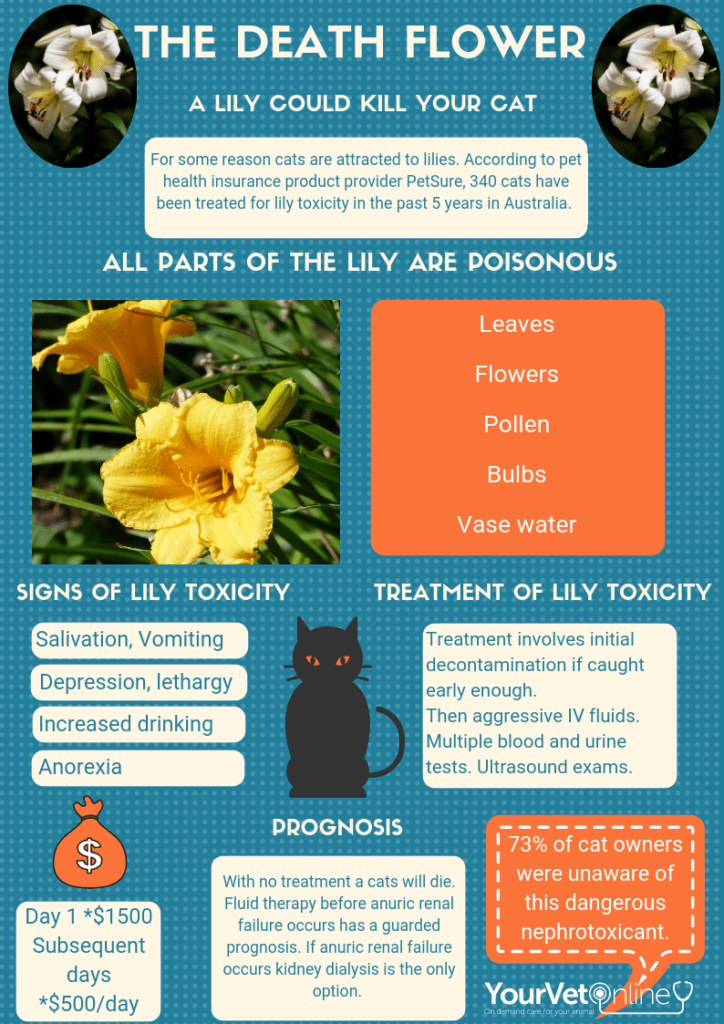 inforgraphic warning of the risks of lily toxicity in cats
