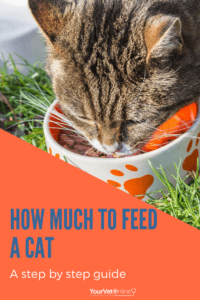 how much to feed a cat