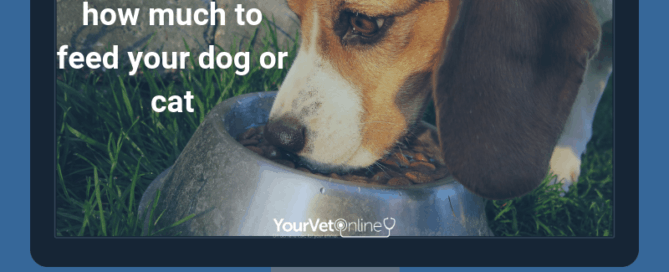 simple steps to how much to feed a dog or cat