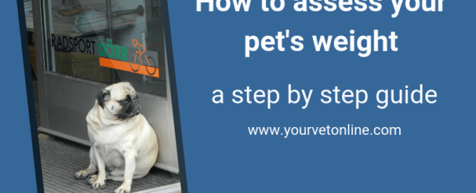 is my dog overweight is my cat overweight step by step guide to assess
