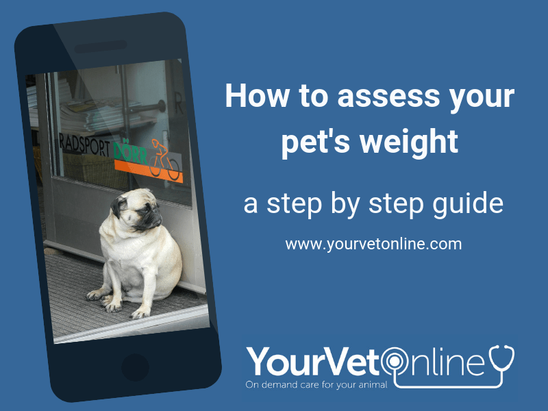 is my dog overweight is my cat overweight step by step guide to assess