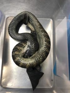 Tiger snake stuck to tape presents at Pt Cook's Direct vet services