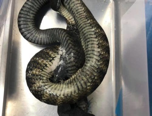 Tiger Snake In Sticky Situation Saved By Point Cook Vet