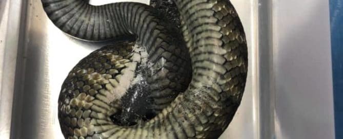 Tiger snake stuck to tape presents at Pt Cook's Direct vet services