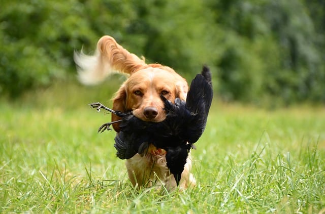 hunting dog with bird in mouth