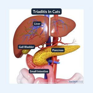 organs involved in triaditis in cats liver, bowel and pancreas