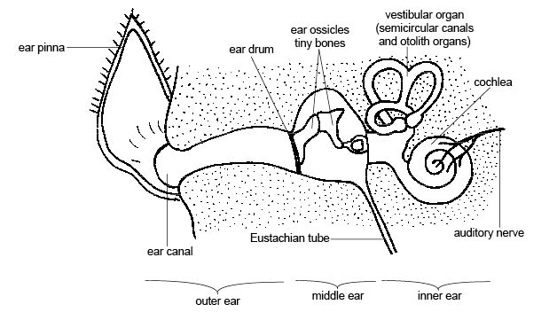Hand drawing showing anatomy of a dog's ear