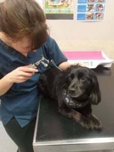 Examination of a dog's ear using an otoscope.