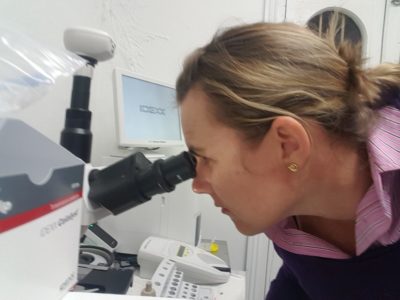 veterinarian looking at cytology under a microscope