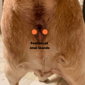 diagram demonstrating the position of anal glands in the dog