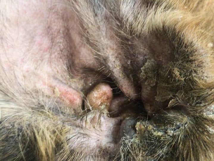 Dog ear showing signs of infection