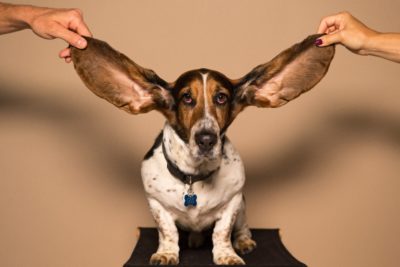 dogs with pendulous ears suffer from ear infections