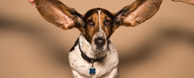 dogs with pendulous ears suffer from ear infections