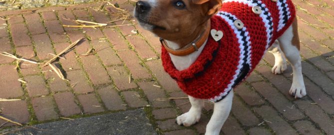 Jack russell dog in a woollen dog sweater