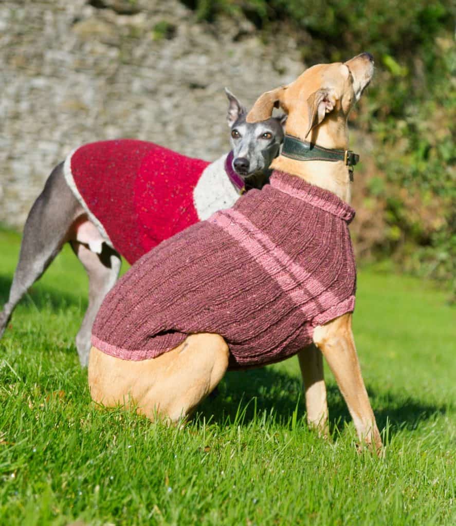 whippet in woollen dog coat