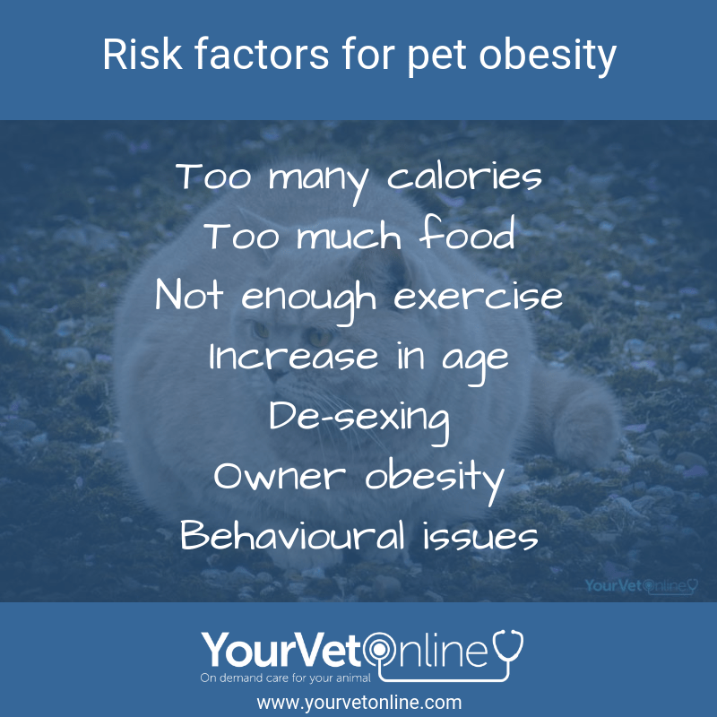 infographic explaining causes of obesity in cats