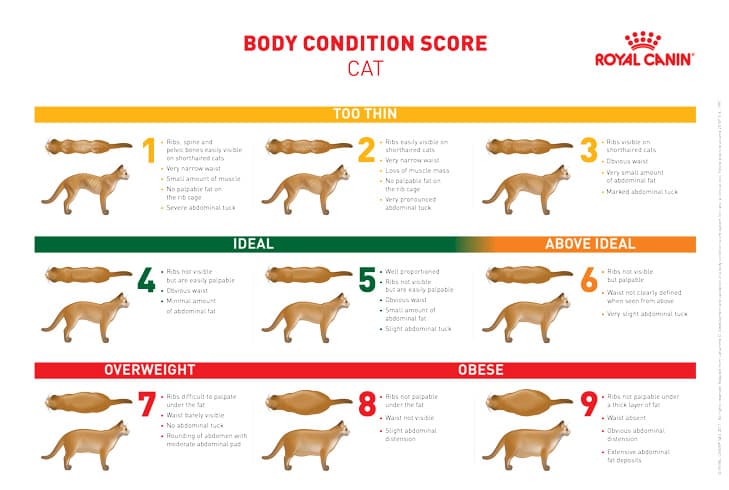 body condition score chart cats
