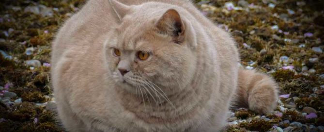 ginger fat cat
