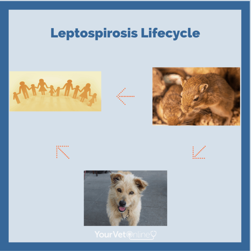 infographic showing leptospirosis lifecycle
