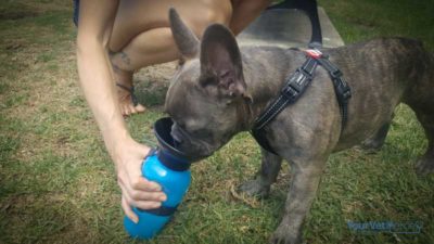 dog drinking from water bottle