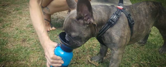 dog drinking from water bottle